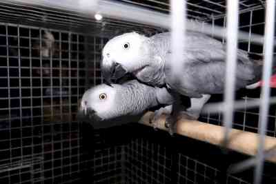 African Grey Parrots seized from circus in Bengal
