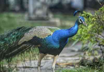 Peacock brutally tortured to death in MP's Katni, search on for accused