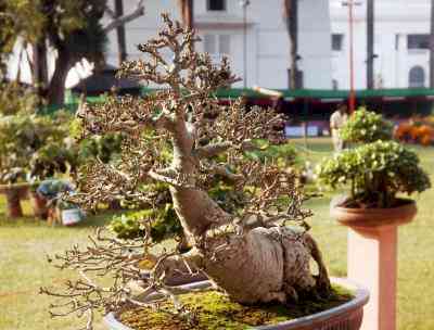 Chandigarh sets up bonsai garden with 74 plant species