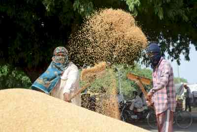 Over 125.57 lakh metric tons wheat procured in Punjab