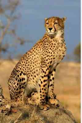 Cheetah deaths raise red flags on viability of 'mock natural habitat' Kuno