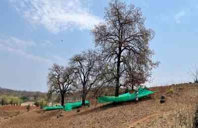 High quality mahua flowers unlock a new income model in villages of MP's Betul