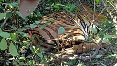 High-level teams visit DTR to probe tiger deaths