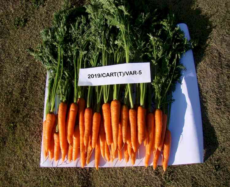 Nauni varsity temperate carrot variety’s performance lauded at national level