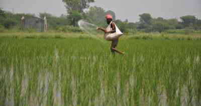 Govt to push alternative plant nutrients to cut fertiliser subsidy load by 50%