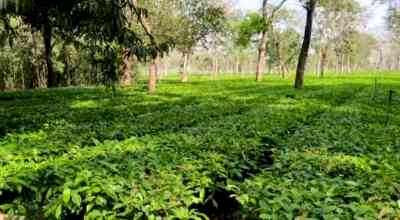 With Kishanganj becoming a big tea producer, Bihar govt mulls tea city plan