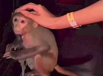 Kolkata nightclub faces criticism after chained monkey video goes viral