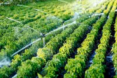 Haryana's Morni to have micro-irrigation project