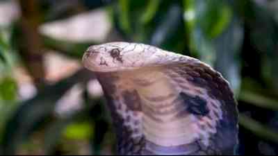 10 baby cobras found in surgical ward of Kerala govt hospital