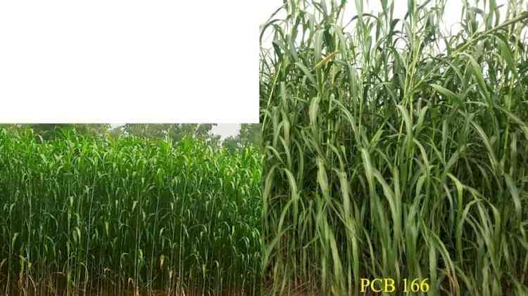 PAU’s THREE FODDER CROP VARIETIES ALL SET FOR RELEASE IN ONE GO AT NATIONAL LEVEL