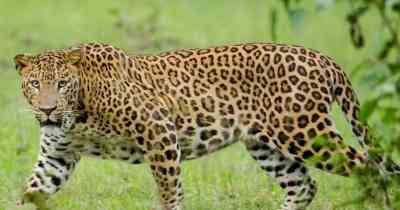 Child critically injured in leopard attack in Tirupati