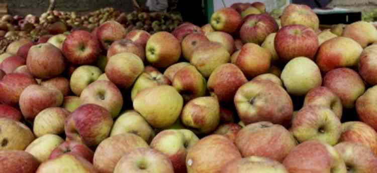 Himachal CM opposes import duty reduction on Washington apples