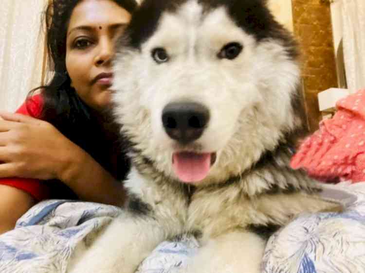 Meerut Commissioner's missing Husky found after 24 hours