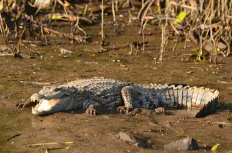 Crocodile kills farmer in UP