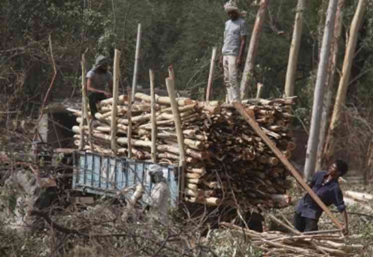 Himachal HC sets up panel on illegal felling of trees