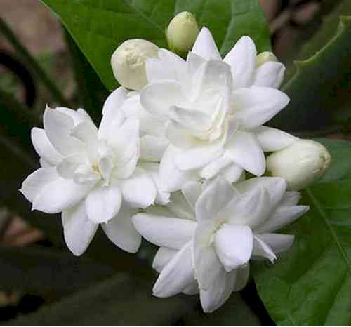 Jasmine exporters in TN demand stabilisation of fluctuating prices