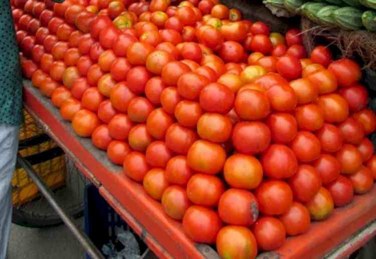 TN govt starts selling tomatoes from ration shops at half price