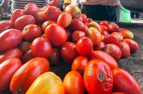 After theft, farmers in K’taka forced to guard pricey tomatoes  