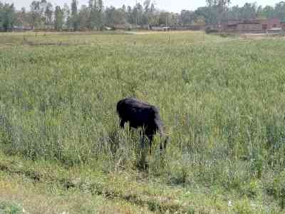 UP to opt for solar fencing to save crops from stray cattle