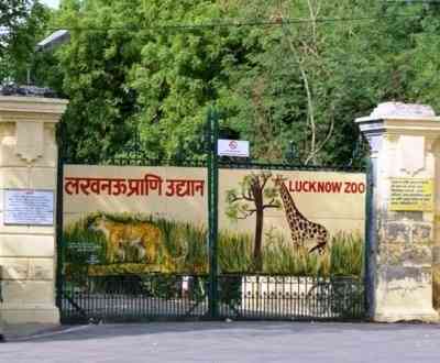 Ailing lion dies at Lucknow Zoo