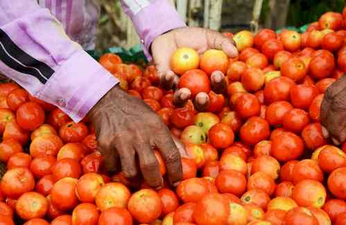 Tomato price rise worsens situation for K'taka farmers, miscreants target ginger crop too