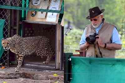 PM Modi to chair high-level meeting to review 'Project Cheetah' status