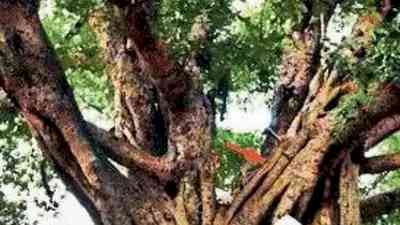 Yogi govt to beautify 948 heritage trees in UP