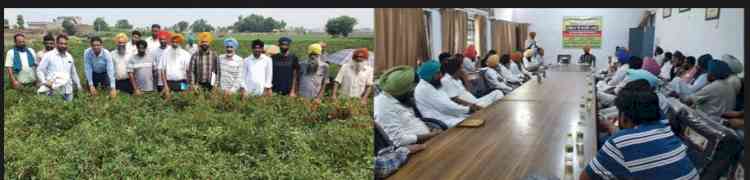 Chilli growers emerging as the drivers of diversification: KVK Ferozepur