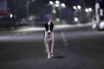 Gorakhpur man poisons dog, seven pups and then burns their bodies