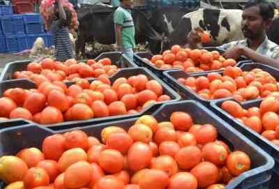 Tomato prices expected to come down with arrival of new crop: Govt informs Parliament