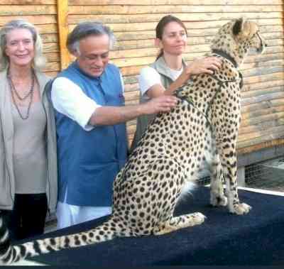 Congress attacks BJP govt over Cheetah deaths