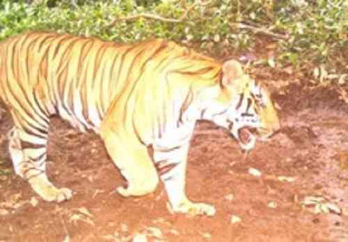 Bombay HC directs Goa govt to notify Mhadei Wildlife Sanctuary as tiger reserve within 3 months