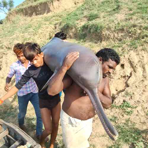 UP fisherman held for killing dolphin & feasting on it