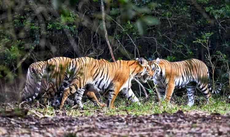 Srinivasan Services Trust Invests INR 20 Million in Tiger Conservation Initiatives across Tamil Nadu and Karnataka