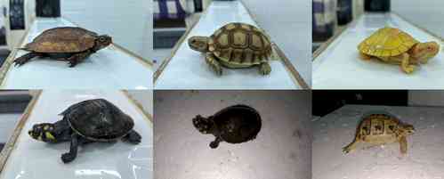 Mumbai DRI seizes 306 exotic live animals smuggled from Thailand