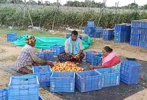 Andhra's tomato farmer earns Rs 4 cr in 45 days