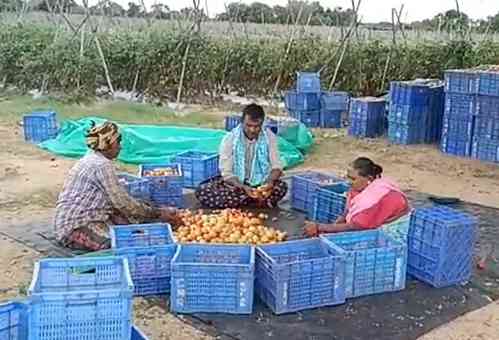 Andhra's tomato farmer earns Rs 4 cr in 45 days