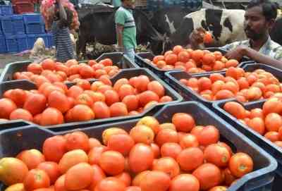 Tomato price touches Rs 200/kg in TN as rain hits crop in K'taka, Andhra