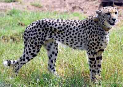 Two untraceable cheetahs: Dhatri found dead at Kuno, Nirva still out of radar