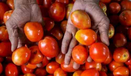 Punjab Governor shuns tomato in his kitchen