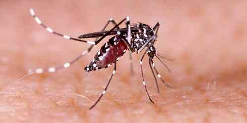With monsoon rains returns confusion over dengue death toll in WB