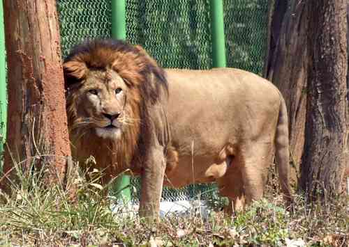 Guj launches 'Sinh Suchna' app for tracking lions; announces new Safari Park 