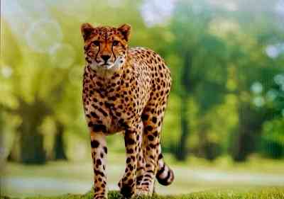 African cheetah missing from Kuno National Park since July 21 captured