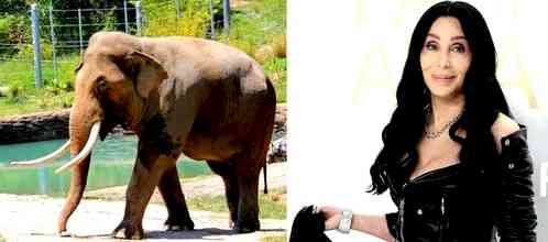 Cher is keenly focusing on saving animals, one elephant at a time