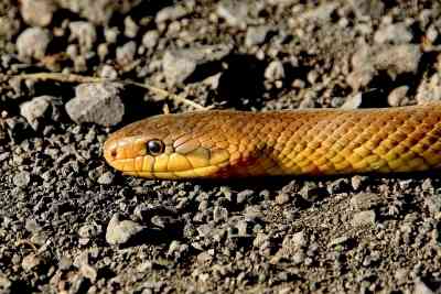 UP man bitten by snake in Gujarat, travels 1300 kms to get treated