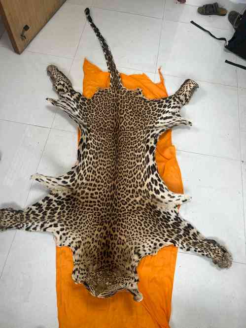 Pune Customs department seizes leopard skin, 1 held