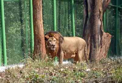 Junagadh Forest Department partners with villagers for lion safari services