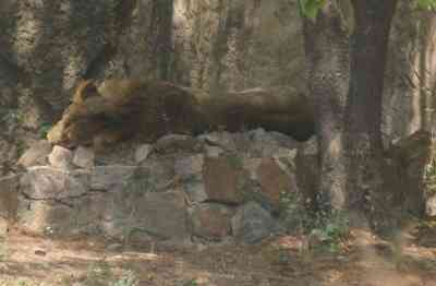 Gujarat: Farmers allegedly dispose of lion's body in water after fatal electric shock