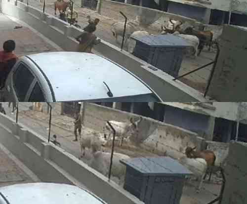 Spike in stray cattle incidents: Cows attack woman on Ahmedabad street