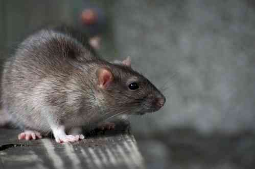 Arunachal bans making, sale, use of glue traps to catch rodents